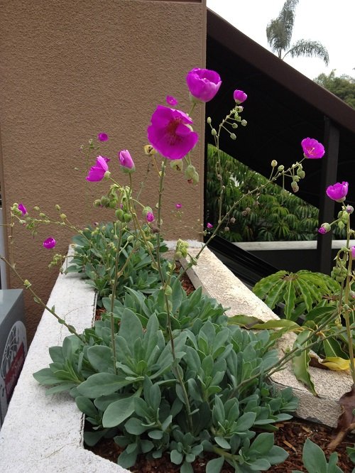 Succulents With Pink Flowers 1