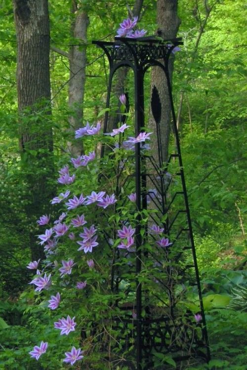 Beautiful Ideas with Clematis in the Garden 3