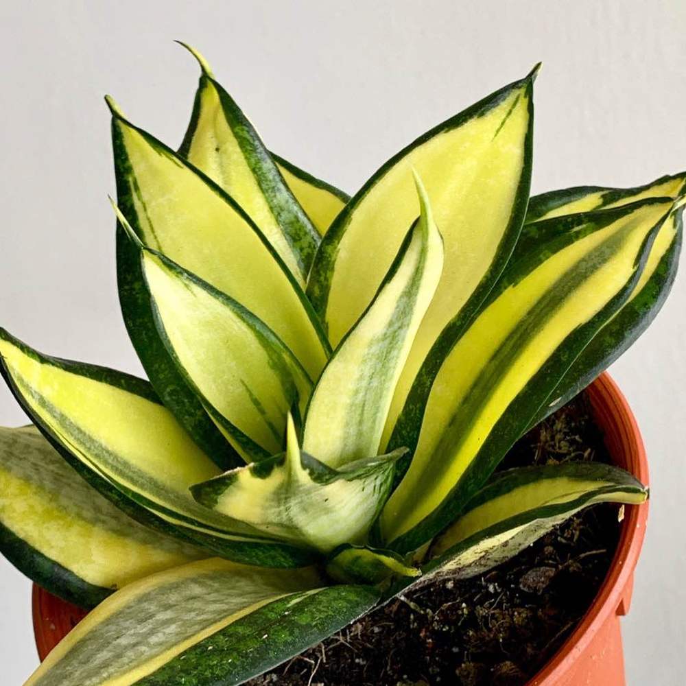 Sansevieria Trifasciata (Golden Hahnii)怎么养？kensong的Sansevieria Trifasciata (Golden  Hahnii)的养殖方法，Sansevieria Trifasciata (Golden Hahnii)的繁殖方法- 绿手指-  养花技巧、花生病了怎么办、花园打理和设计