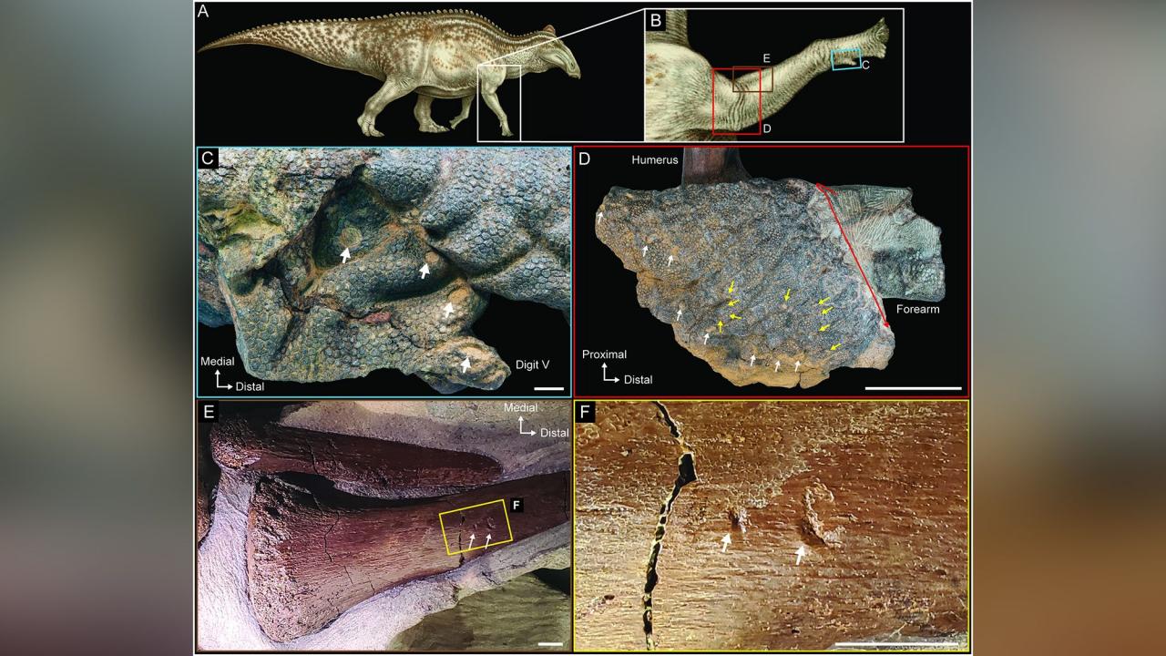 Mummified dinosaur's skin was gnashed by ancient crocs | CNN