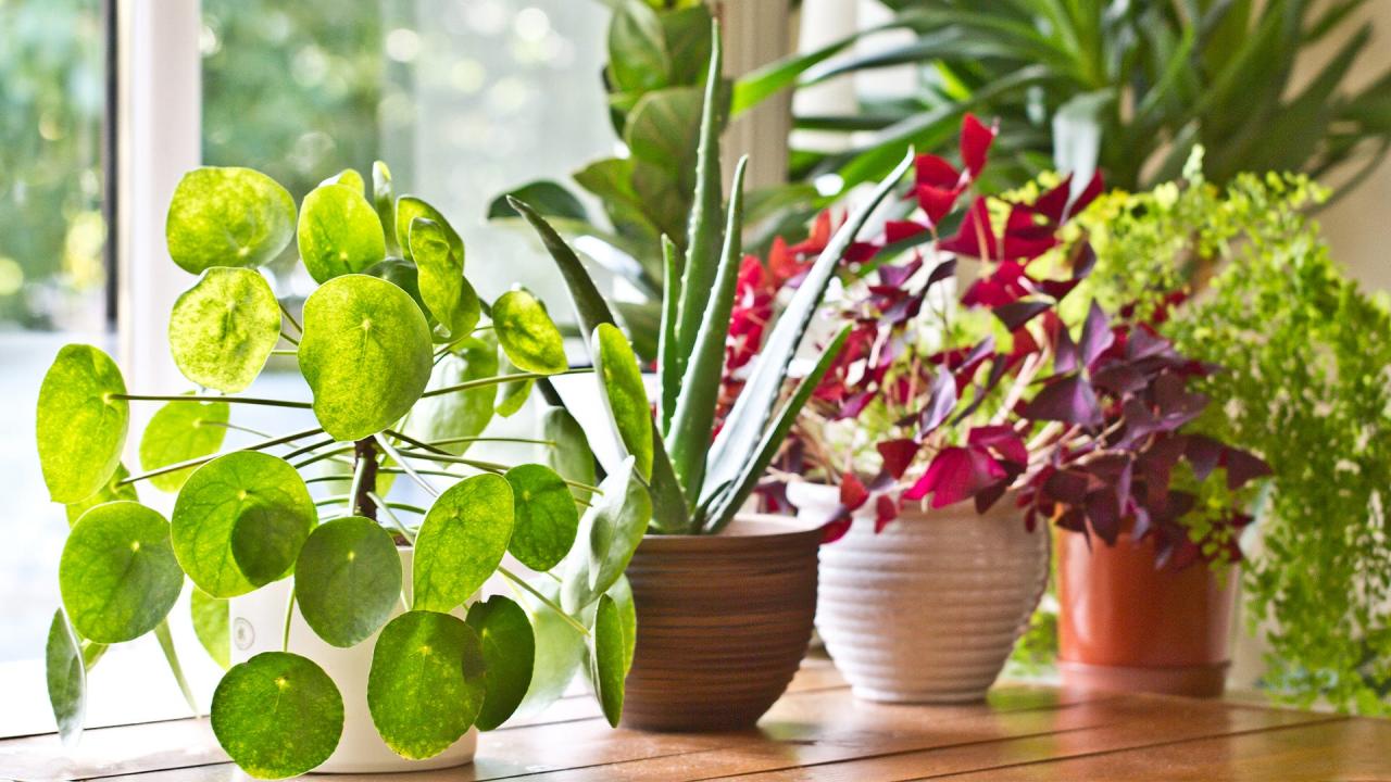 26 Best Indoor Plants for Your Home