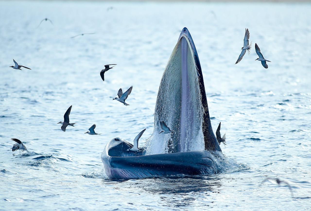 <em>A blue whale lunges toward fish in the waters near De Gi Beach in Phu Cat District, Binh Dinh Province, Vietnam. Photo:</em> Nguyen Dung / Tuoi Tre