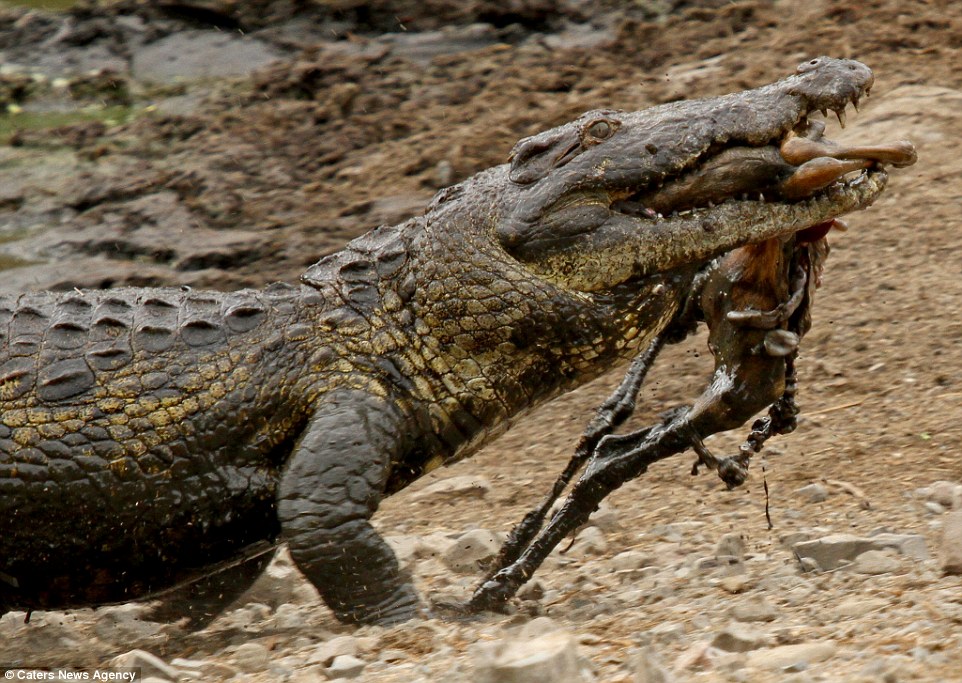 Eating alone: Not wanting to share its hard-earned meal, the crocodile is seen dragging the impala to a nearby watering hole to eat 