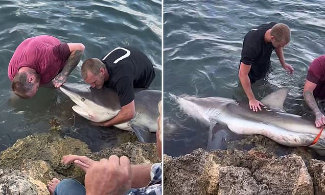 Mandurah Western Australia: Amazing moment a group of fishermen wrangle a bronze whaler | Daily Mail Online