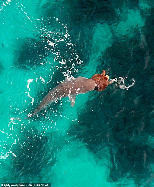 At one point the shark almost latches on, but some slippery spins allow the turtle to break free