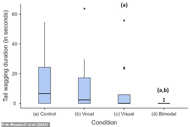 Cats wagged their tails much more when they were not given a signal than when they were given a visual or bimodal signal. Pictured: Tail wagging duration with each testing condition