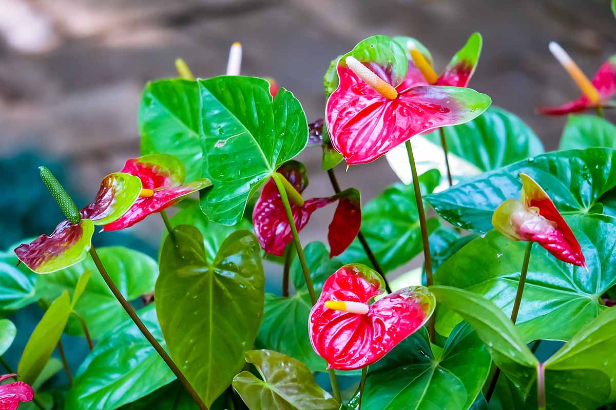 7 Types of Anthuriums to Grow as Houseplants | Gardener's Path