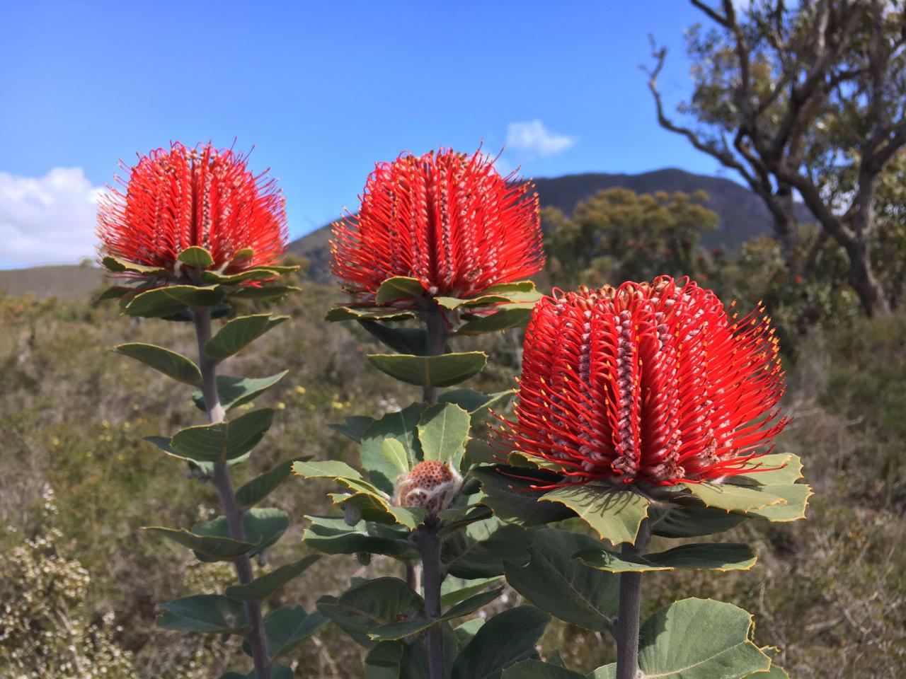 John Siemon on Twitter: "Ridiculously beautiful scarlet banksia Banksia  coccinea in the Stirling Ranges WA #Proteaceae #VisitWA #OzPlants  https://t.co/dpde7mZoMv" / Twitter