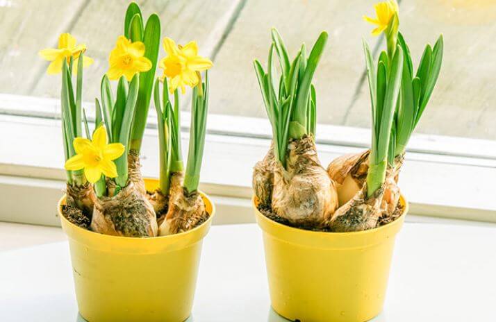 How to Plant Daffodil Bulbs - Two Peas In A Condo