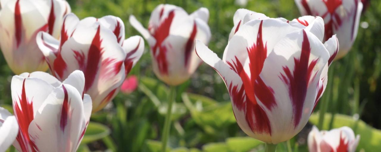 Tulip Growing in Wakefield