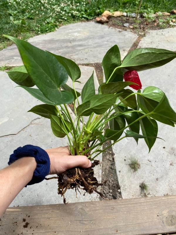 How To Repot Anthurium in 10 Easy Steps