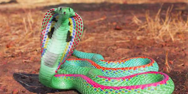 10 Most Beautiful Snakes In The World In 2023 | Random Fun Facts Online