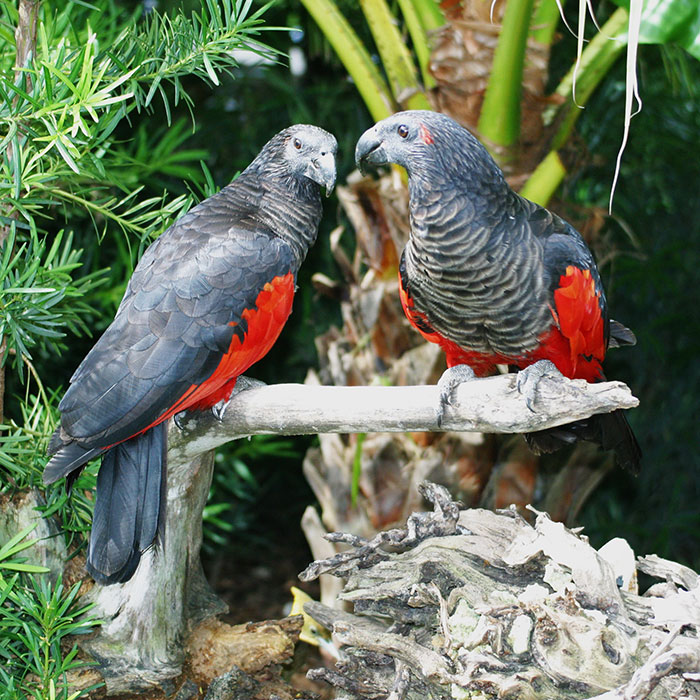 Apparently, Dracula Parrots Are A Thing And They Might Be The Most Gothic Birds On Earth