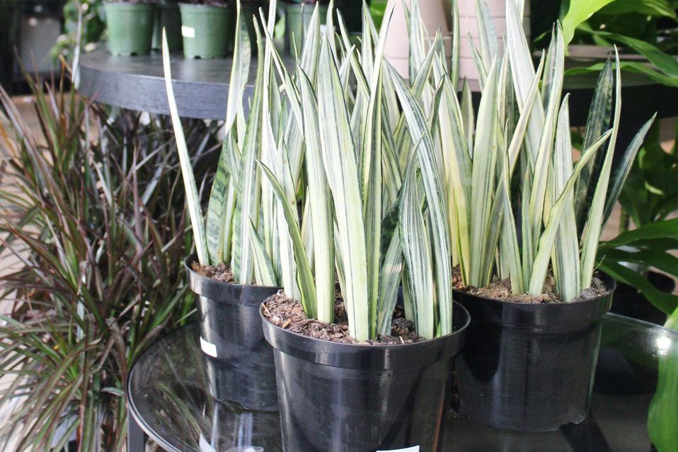 Bantel's Sensation (White Snake Plant) Care + Sale - Gardensline