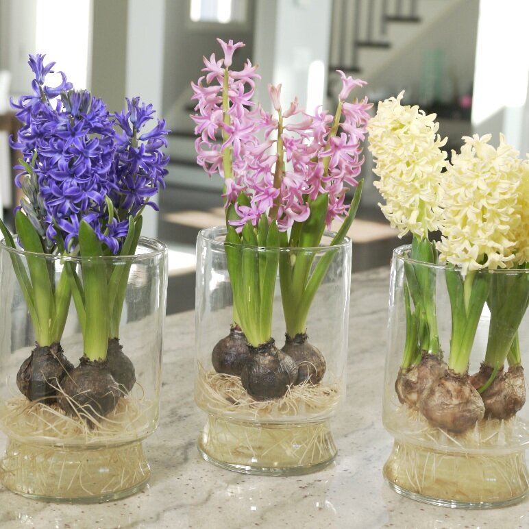 Hyacinth FAQs | Floral Shop | Bloomaker USA, Inc.