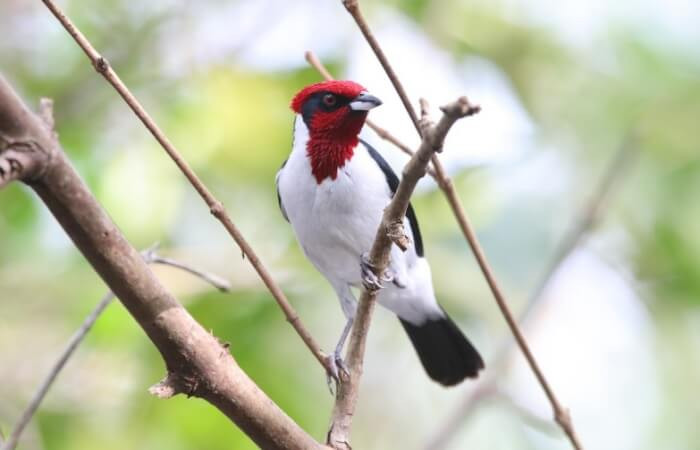 Sus haƄitats están ubicados principalmente en el este de Colombia, el norte de Venezuela, Trinidad y Brasil en los tramos superiores del Río Negro.