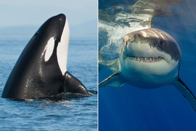 Two Orcas in South Africa Are Hunting Great White Sharks and Eating Their Livers, Research Finds