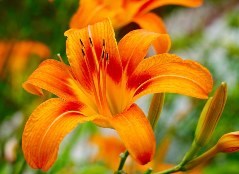 Growing Daylilies: When, Where & How to Plant Daylily Flowers