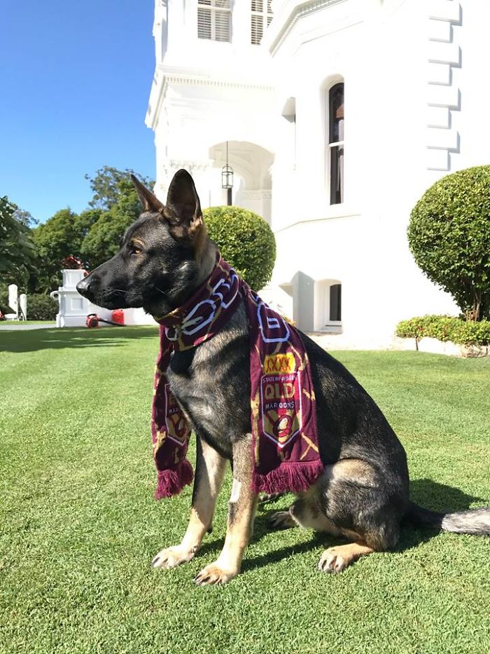 Police Dog Gets Fired For Being Too Friendly, Later Receives An Even Better Job Offer