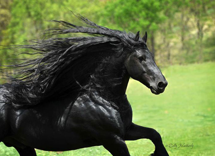 Frederik-The-Great-Friesian-Horse-Stallion