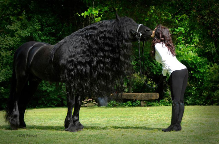 Frederik-The-Great-Friesian-Horse-Stallion