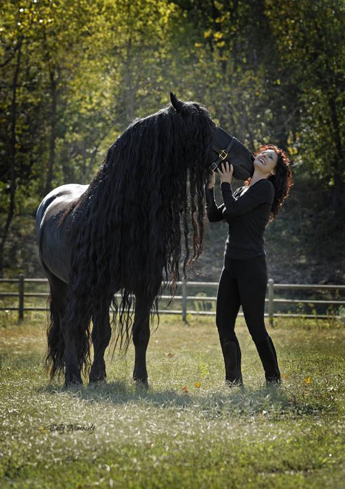 Frederik-The-Great-Friesian-Horse-Stallion