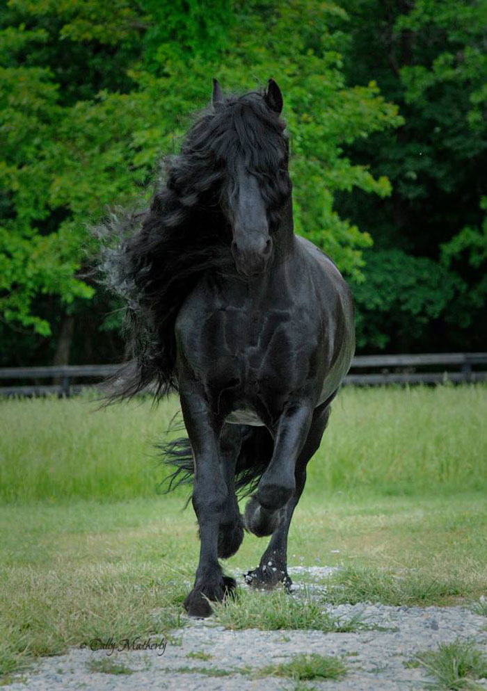 Frederik-The-Great-Friesian-Horse-Stallion