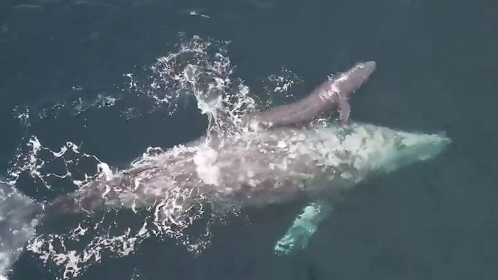 Whale Shows-Off New𝐛𝐨𝐫𝐧 Calf to Stunned Whale Watchers in California Who Saw the Birth