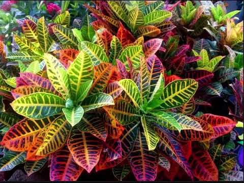 The Health Benefits of Croton Herb - YouTube