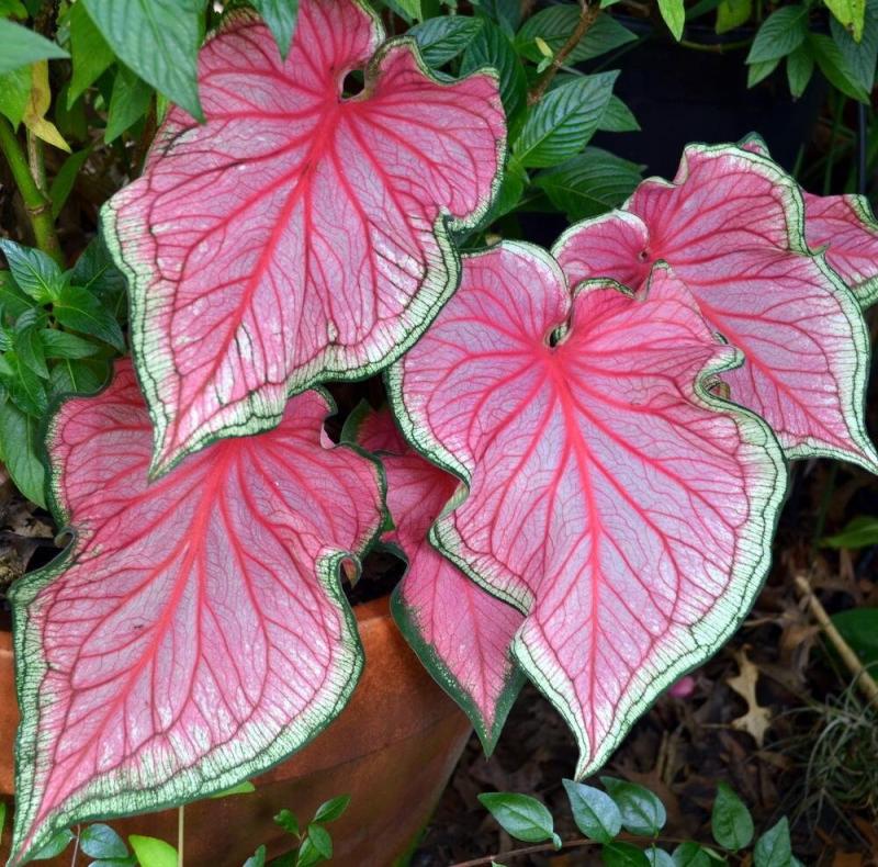 Caladium 'Florida Sweetheart' | RARE new tropical houseplant, hybrid variety, pink and green foliage, spring tuber/bulb, perennial – Terrace Garden France