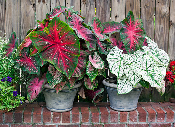 The Complete Guide to Propagating Caladium – The Garden Bug Detroit