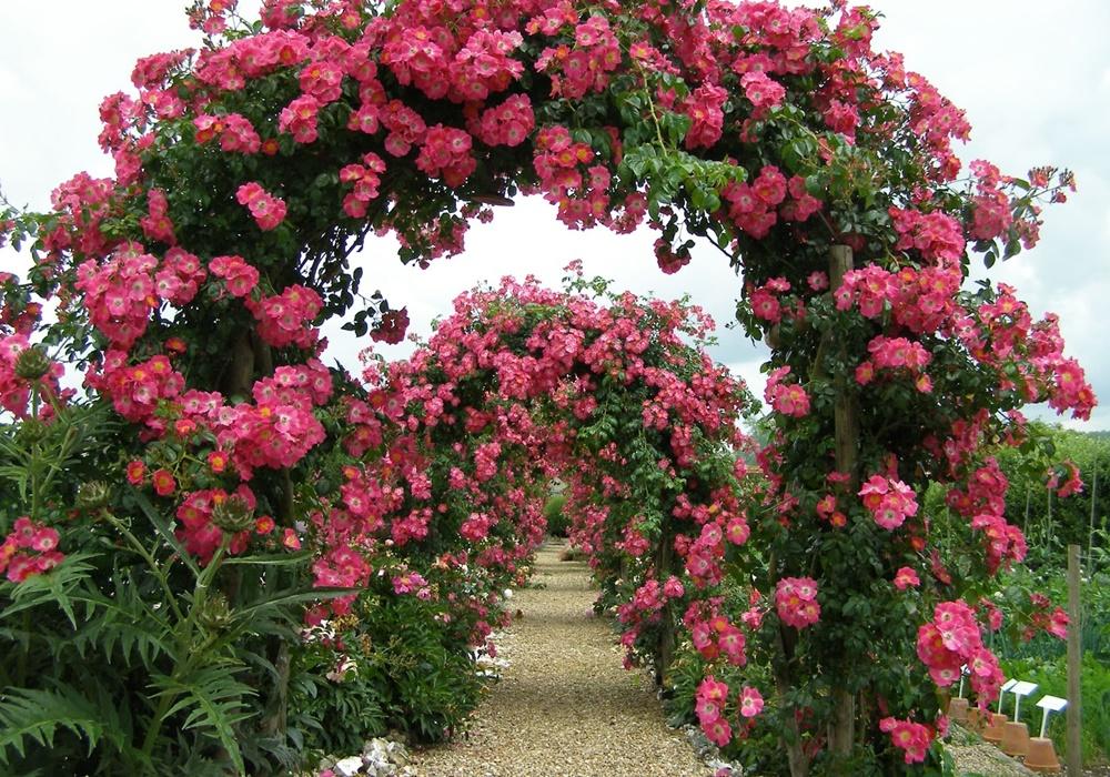 A Quick Summary of Effective Rose Garden Design Ideas | Properly Rooted