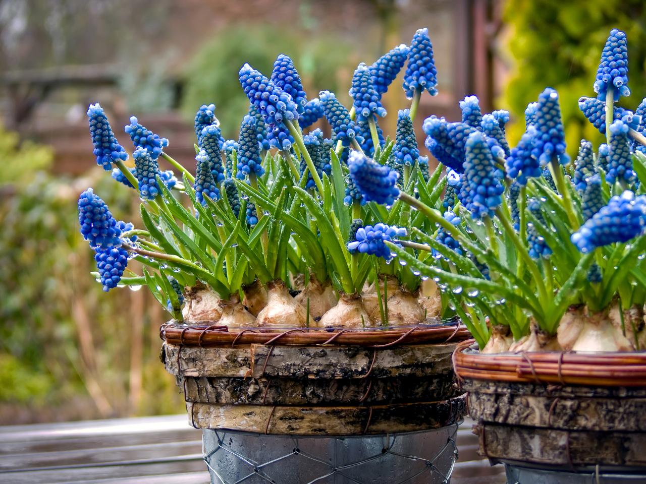 The Simple Guide to Planting Beautiful Bulbs - Sunset