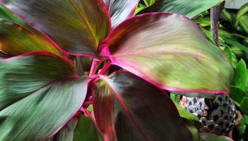 23 Colorful Houseplants to Consider Growing — Bustling Nest