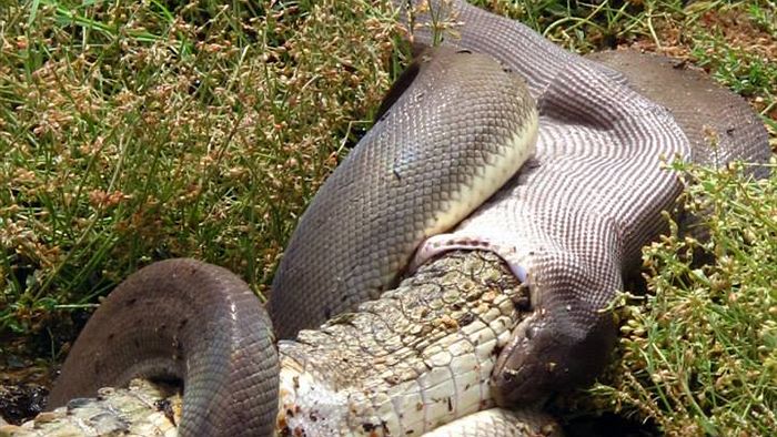 Snake ʋs crocodile at Lake Moondarra 