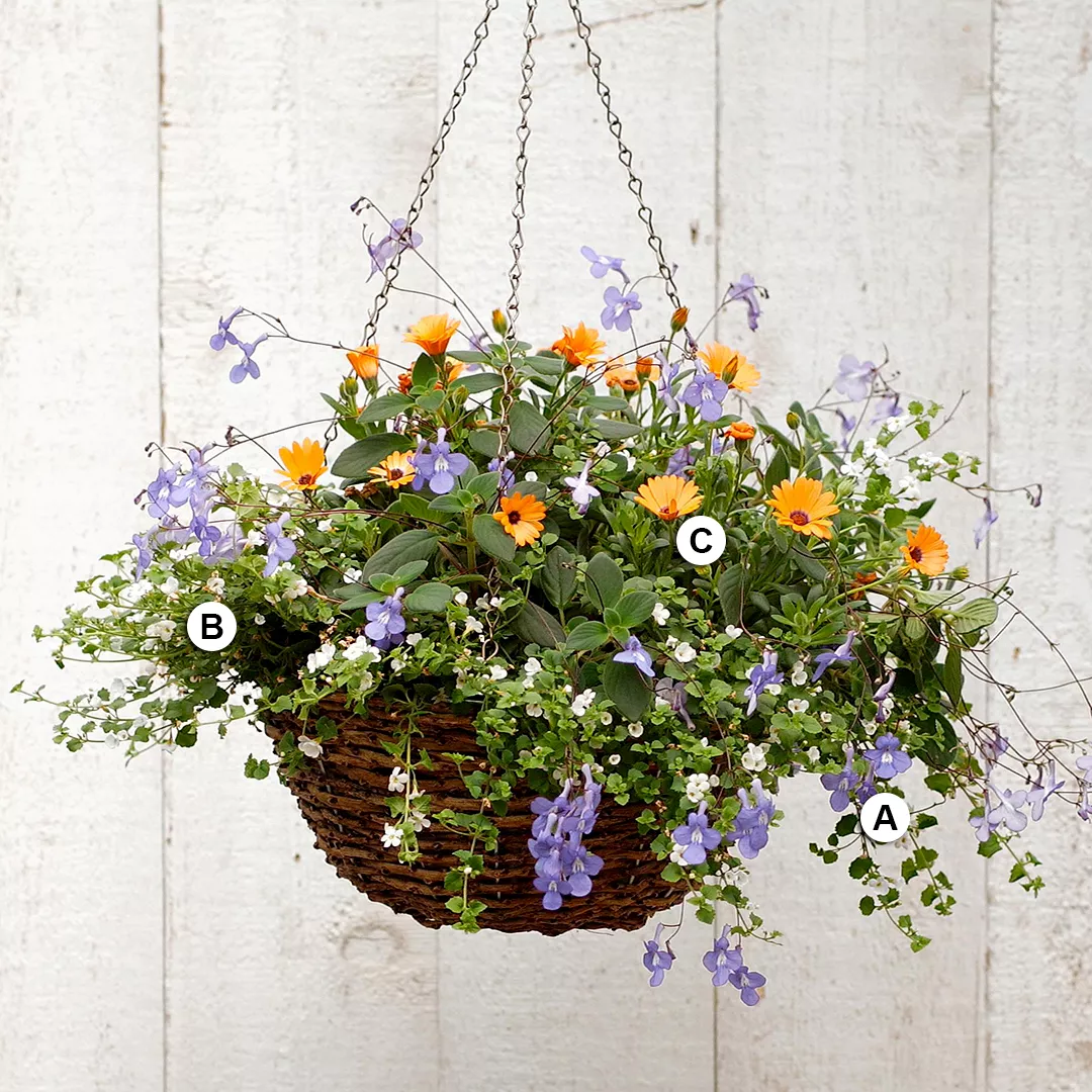 hanging basket with streptocarpella osteospermum and bacopa