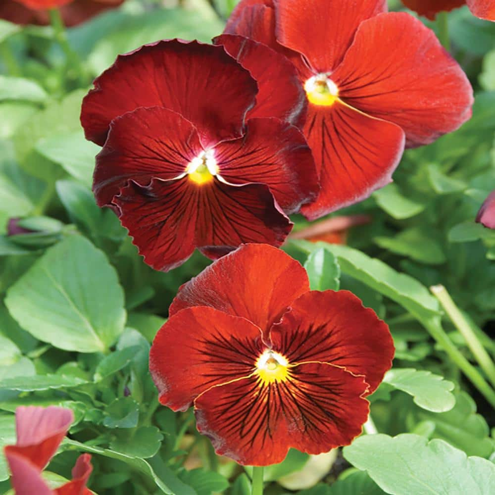 Vigoro 4.33 in. Red Pansy Plant 607418 - The Home Depot