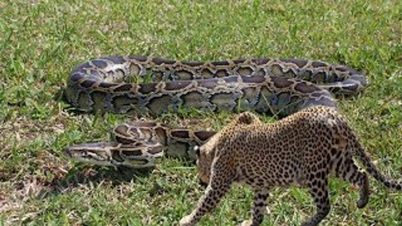 Leopards attack Anaconda - Leopard attack - Anaconda - video Dailymotion