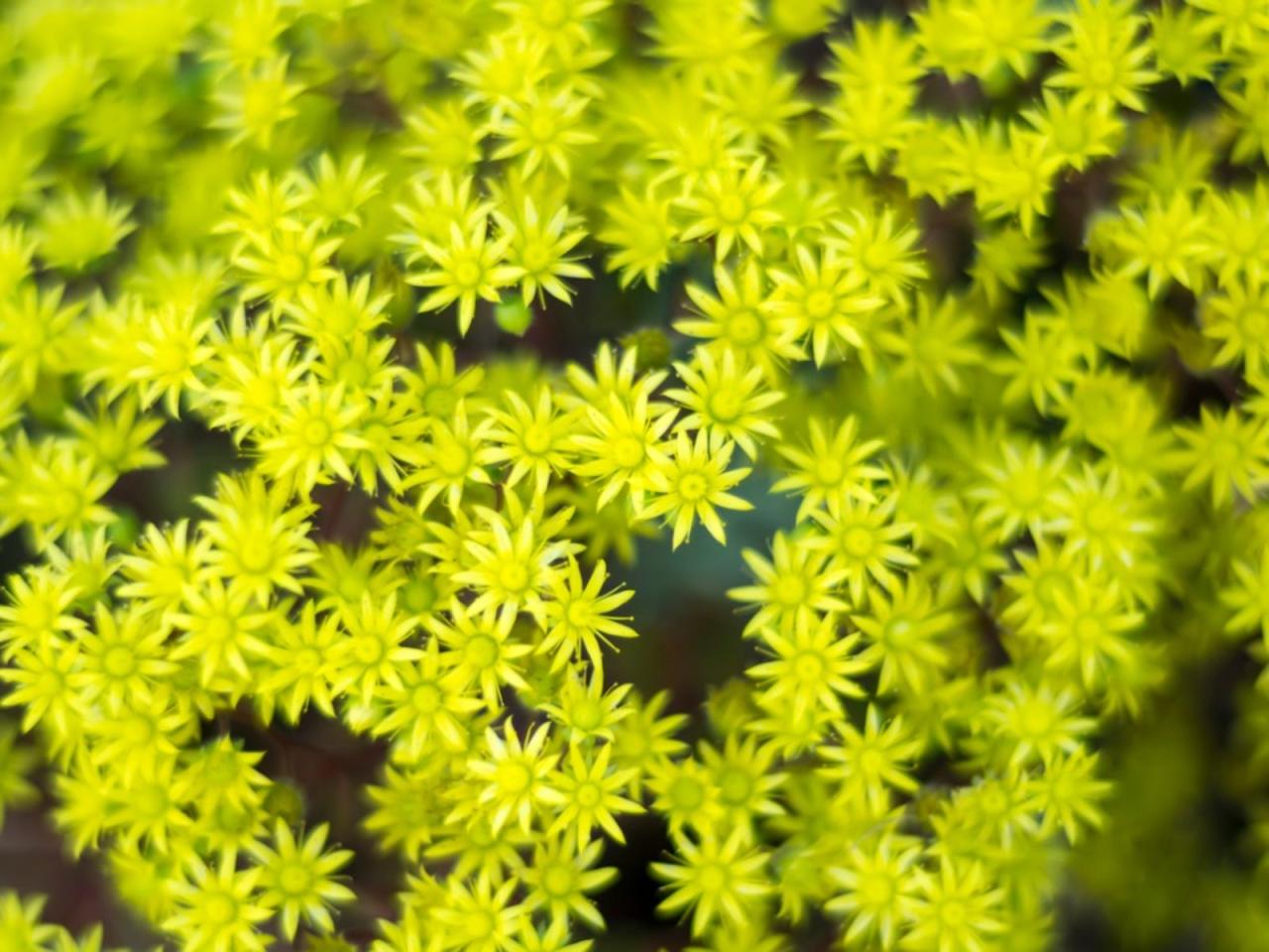 Sedum Plants: Growing Sedum In The Garden